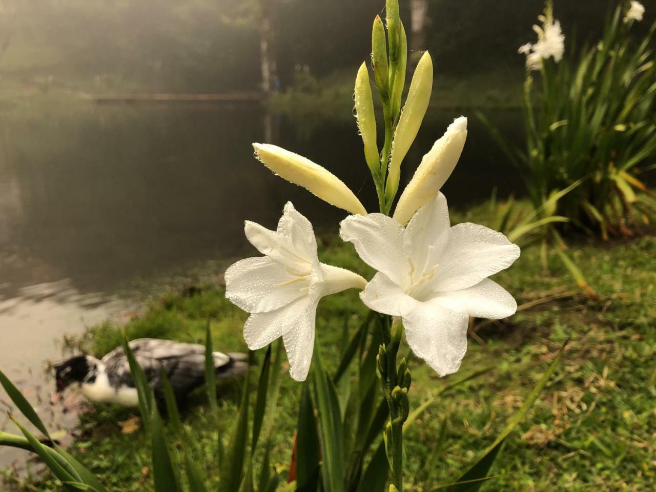 Burbi Lake Lodge Monteverde Zewnętrze zdjęcie